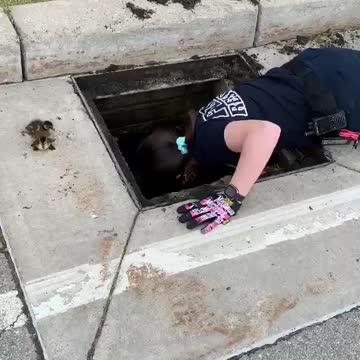 Firefighters save a group of baby ducks stuck in storm drain