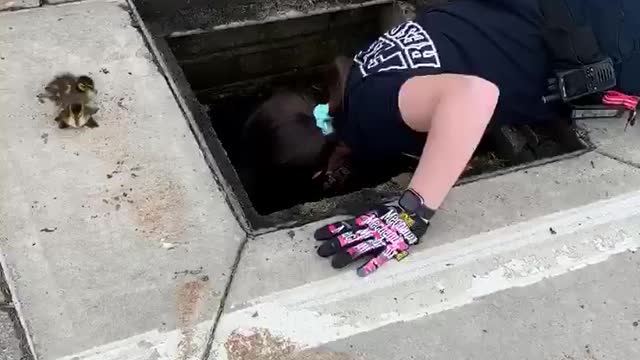 Firefighters save a group of baby ducks stuck in storm drain