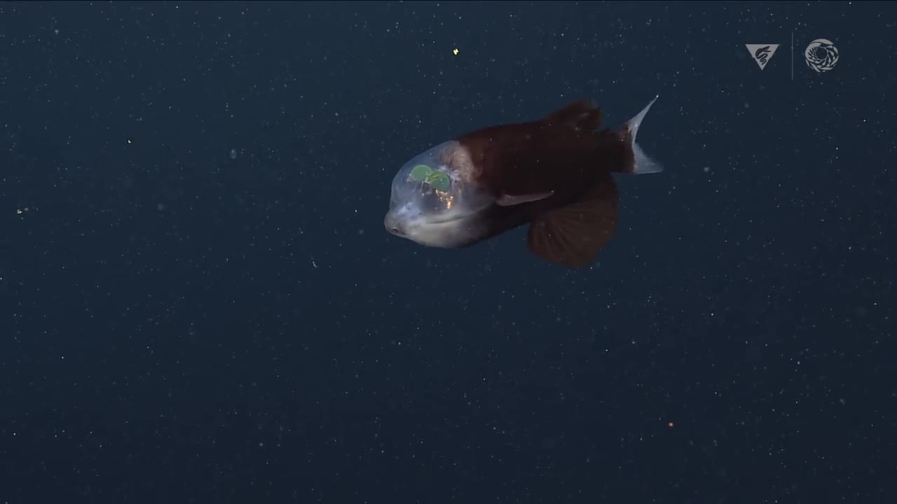 amazing transparent head fish found in deep sea