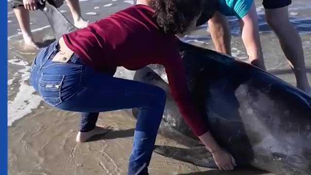 Rescuing beached pilot whale calf