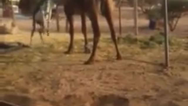 The stupid donkey fights the camel
