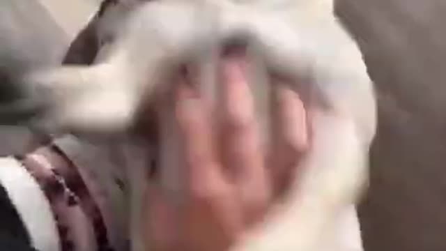 funny dog video