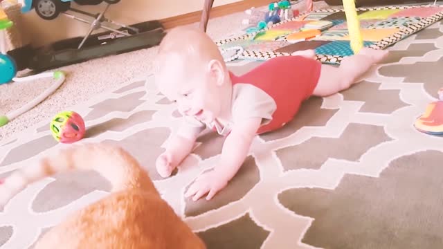 Babies vs cats # 2