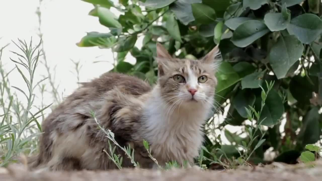 Cute baby cat fanny video