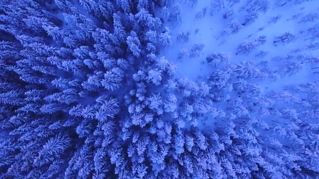 Crescent trees over snow