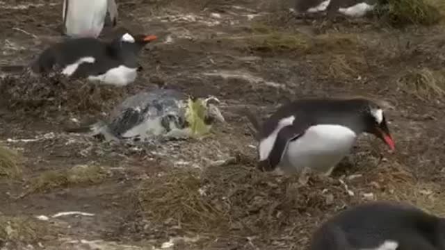 Penguin shoot poop on other Penguin