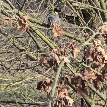A blue tit is sitting on a branch and enjoying the windy weather.