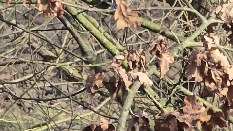 A blue tit is sitting on a branch and enjoying the windy weather.