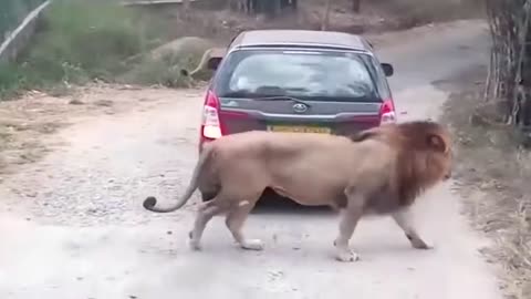 wild animals attacking without mercy