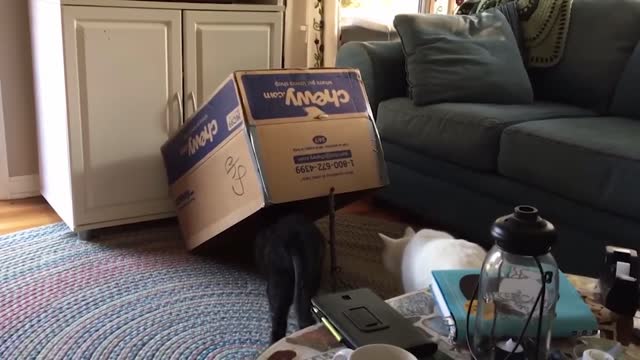💟​💟​💟​ my kitty loves boxes