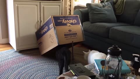 💟​💟​💟​ my kitty loves boxes