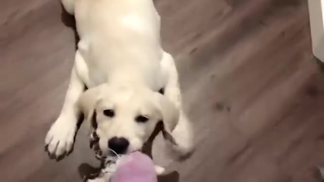 Adorable Puppies Love Babies Compilation 😍 A Cute Puppy 🐶and Baby👶 Videos 2021