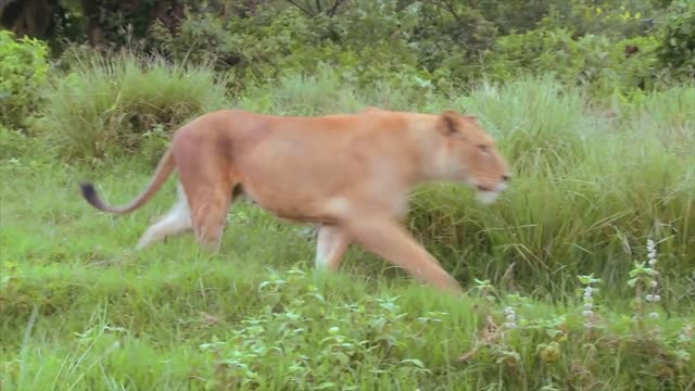 A beautiful female lion on the prowl in Africa