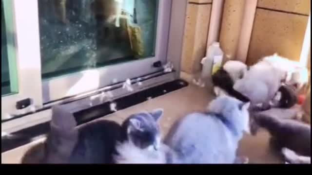 Cute and Funny Cat Videos Compilation - PART 117