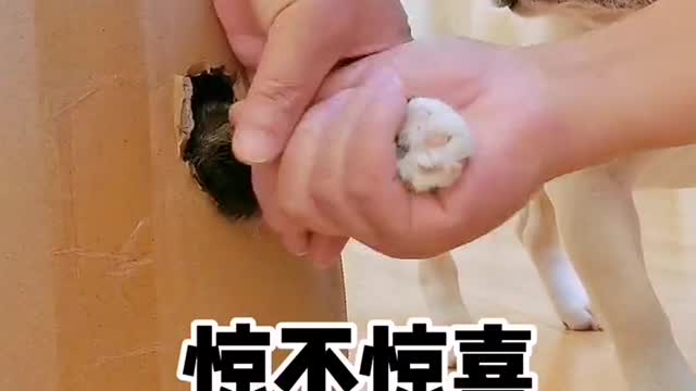 One skill to clip the nails for your kitty