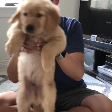 Puppy dance