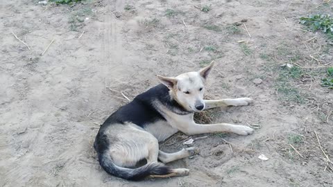 Dog taking rest in hole which he made