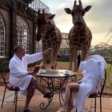 Animal Shorts Video #shorts #funny #shortsvideo #viralshortsvideo #newshortsvideo #newshorts