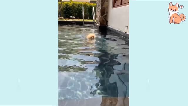 Puppies being funny