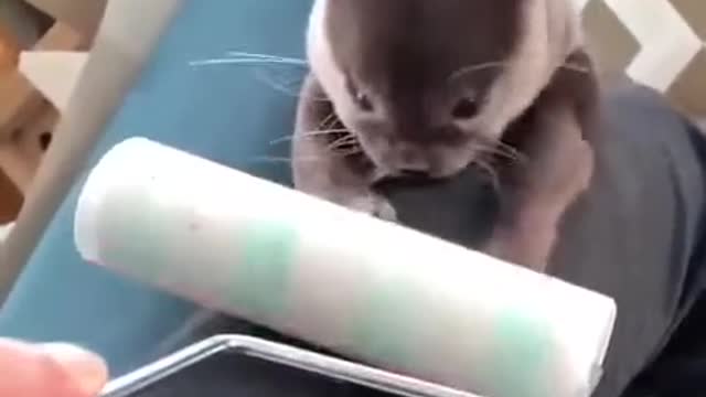 A cute baby sea otter like to play with roller