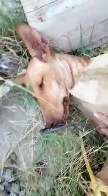 Una perrita con el hocico atado es milagrosamente rescatada segundos antes de morir