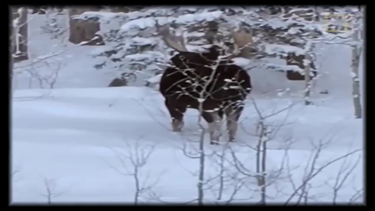 Solving the mystery - how a moose sheds its horns.