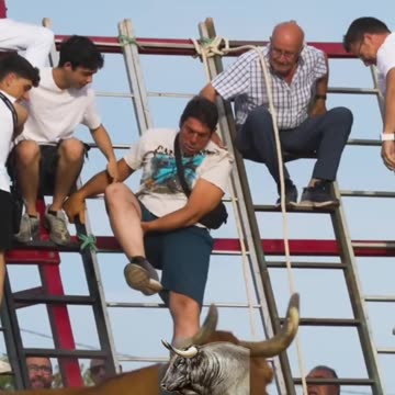 Don't mess with the bull