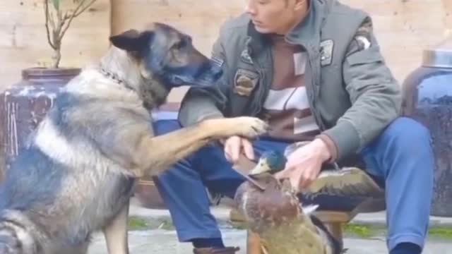 A man tried to kill the duck but the dog saved his life.