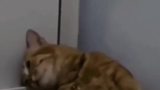 Cat funny