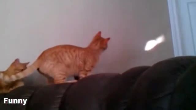 funny cats