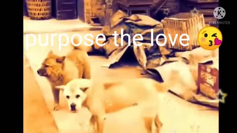 Romance dogExpression of love