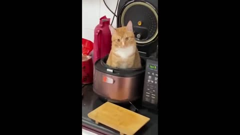 Try Not To Laugh New Funny Cats And Dog Video - MeowFunny Part 15