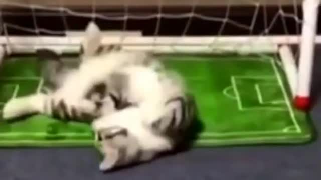 Cat Cat Cat