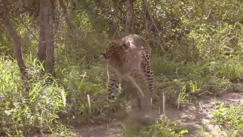Leopard And Lizard Fighting In The Jungle | Leopard VS Lizard।