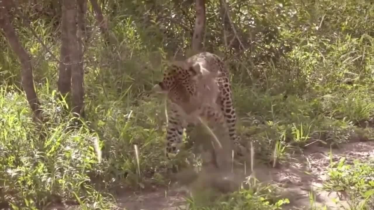 Leopard And Lizard Fighting In The Jungle | Leopard VS Lizard।