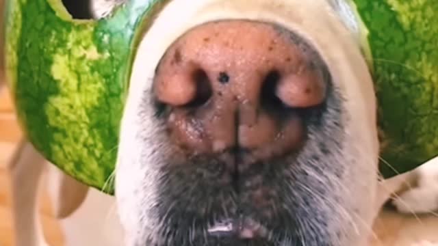How Funny video