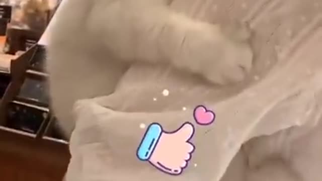 πCat funny video π