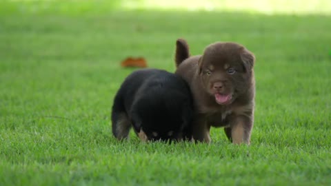 fluffy puppy playing in the park