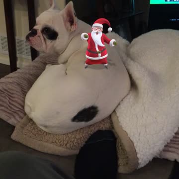 Christmas Frenchie