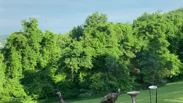 Turkey’s Afraid of Peanuts