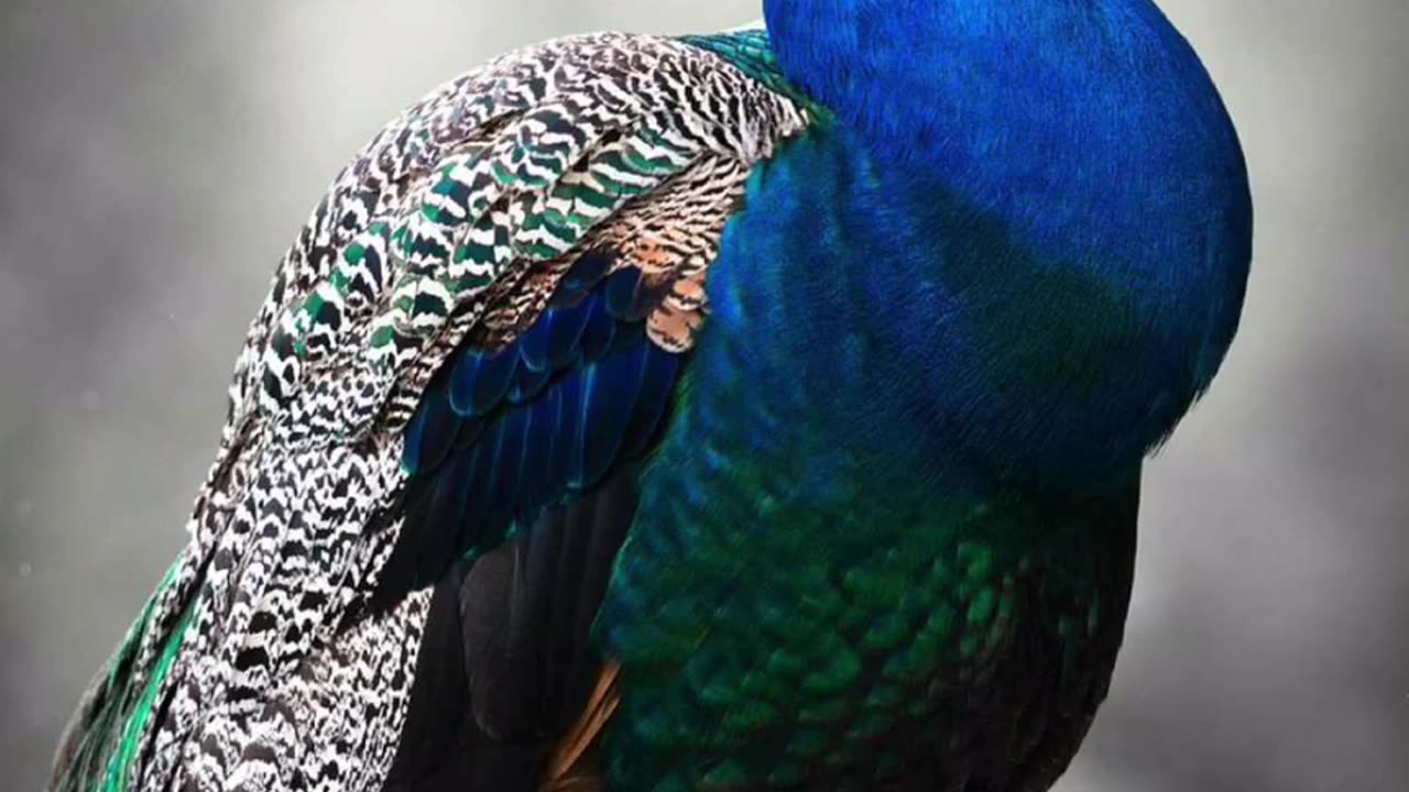 Peacock 2