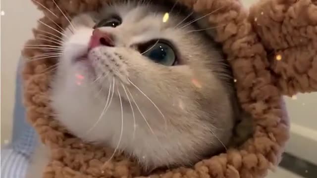 AMAZING! Funny cat video