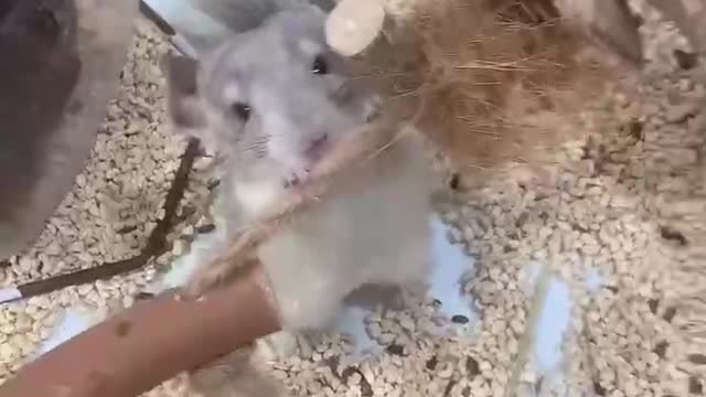 A chinchilla gnawing at a rope