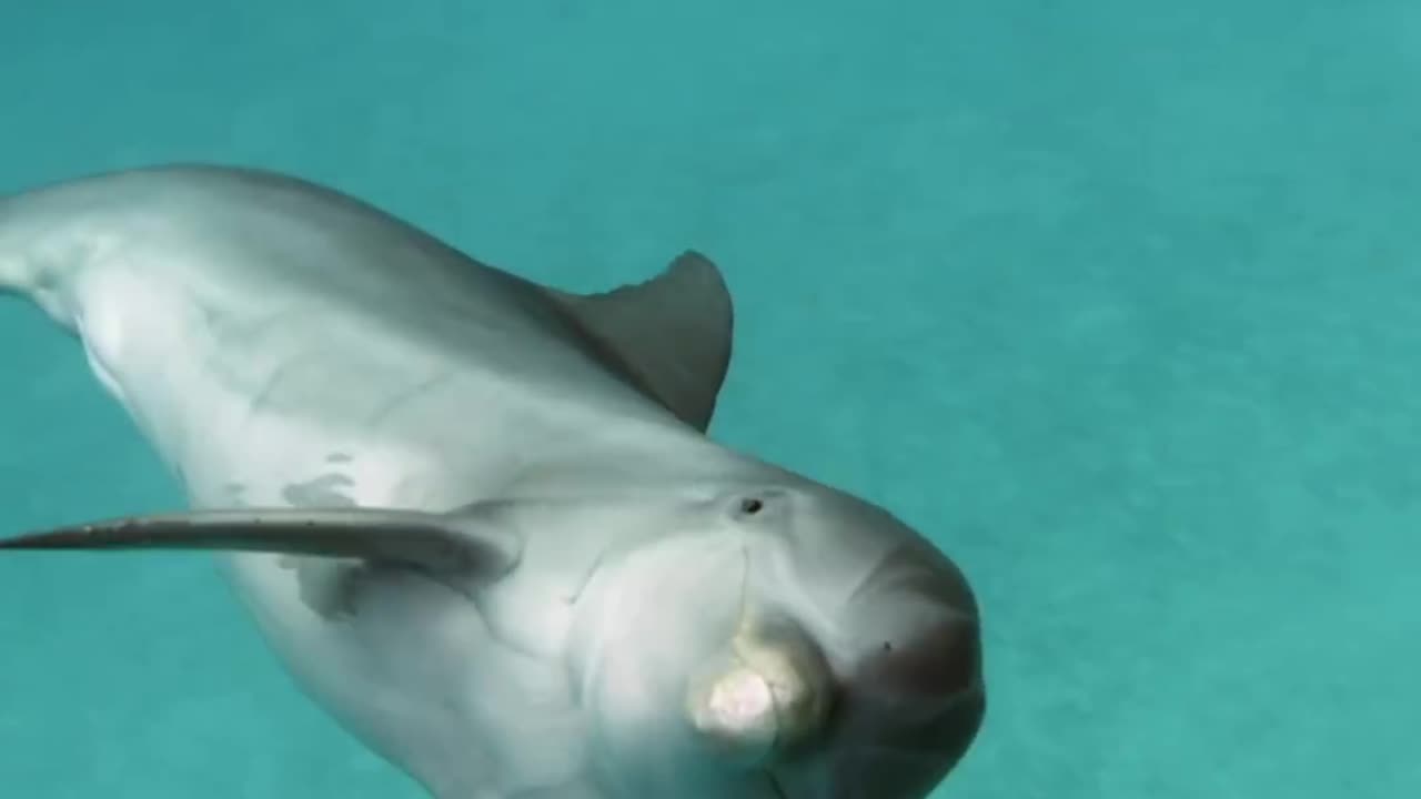 Wildlife