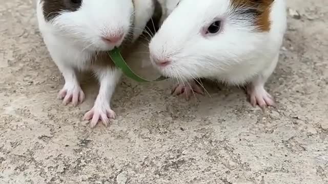 Guinea Pig Eating Forage Grass