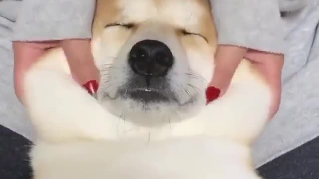 giving to the dog a relaxing massage