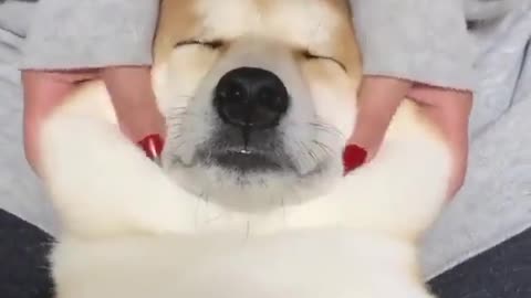 giving to the dog a relaxing massage