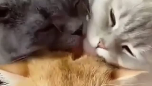 CATS LICKING CATS! VERY CUTE.