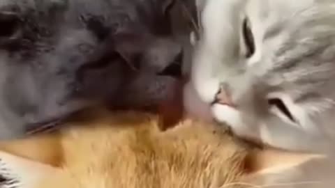 CATS LICKING CATS! VERY CUTE.