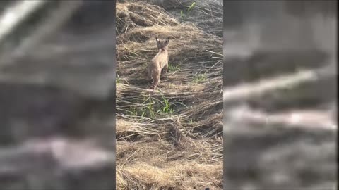 Bobcat Encounter In Tucson Arizona